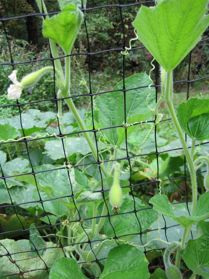 Gourds Types of Gourds, Growing Gourds, Curing, and More The Old